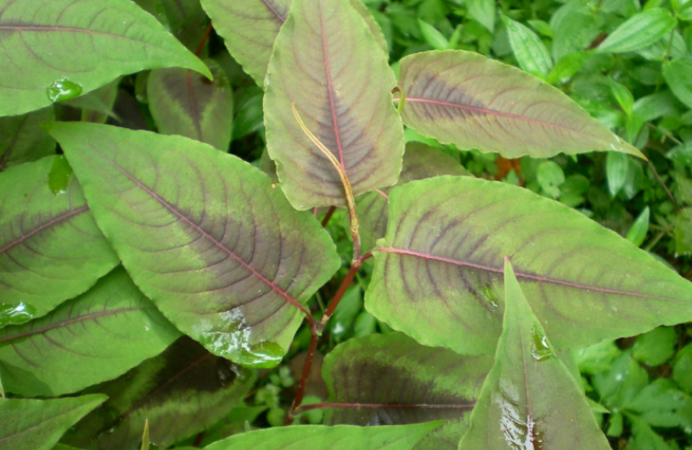 赤脛散的藥理作用