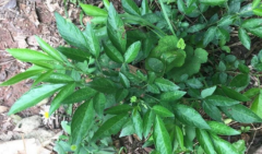 小孩吃了中草藥餓螞蝗腹脹嘔吐怎么辦?服用餓螞蝗的注意事項(xiàng)