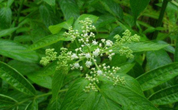 蒴藋的藥用價(jià)值