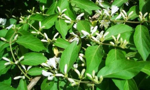 地梢瓜花期??！