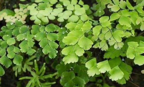 豬鬃草的養(yǎng)殖方法！