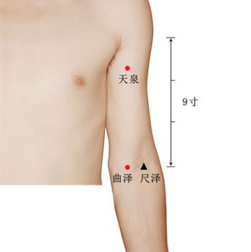 中醫(yī)教你找準(zhǔn)曲澤穴的準(zhǔn)確位置按摩有安神養(yǎng)肝的功效！
