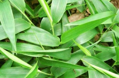 碎骨子的禁忌人群！