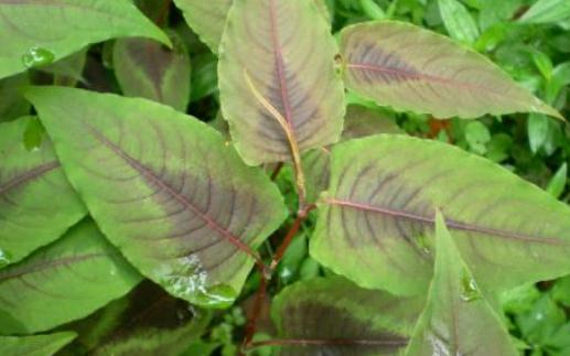 中藥赤脛散功能主治！