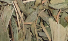 中藥碎骨子的形態(tài)辨別！