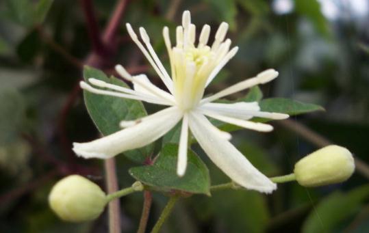 女萎功效與作用！