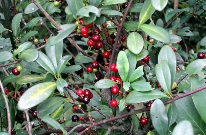 酸藤果的藥用價值