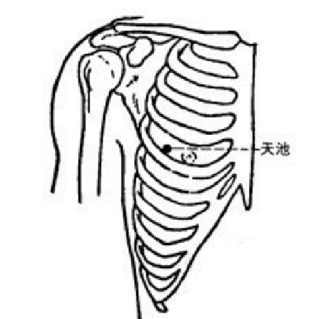 天池穴的準(zhǔn)確位置在哪？中醫(yī)教你按摩天池穴有活血化瘀的功效！