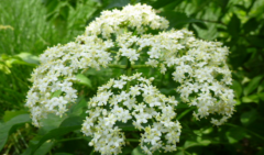 中醫(yī)認(rèn)為蒴藋具有祛風(fēng)除濕的功效，那蒴藋怎么栽培呢？