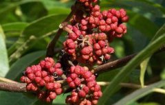 中藥落霜紅清熱解毒;涼血止血！
