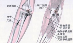 曲澤穴的配伍應(yīng)用及其按摩曲澤穴的好處！