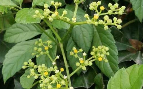 五爪風(fēng)圖片！