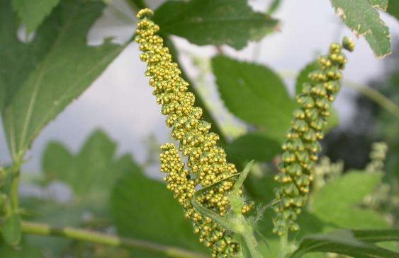 豚草的危害？