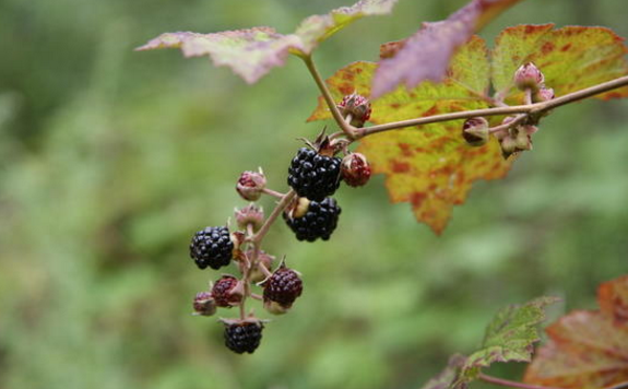 大烏泡的功效與作用