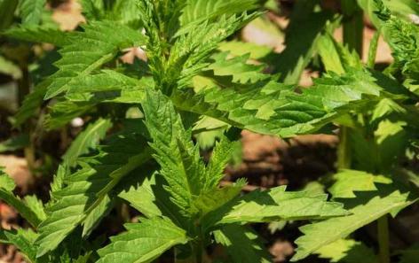 地牯牛圖片！