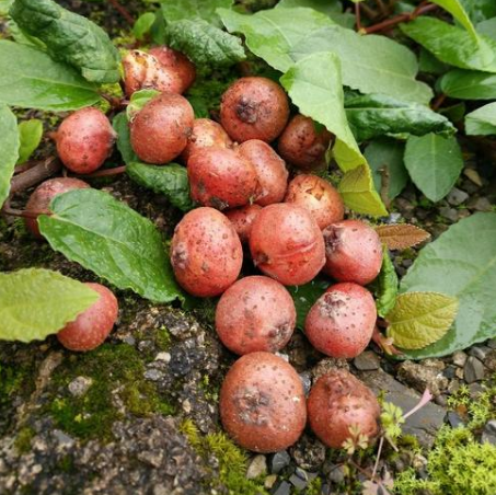 野地瓜作為一種藥用野果其經(jīng)濟價值與種植方法有哪些？