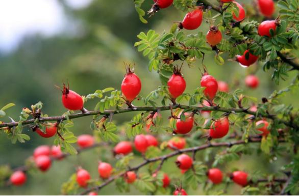 血滿草功能主治！