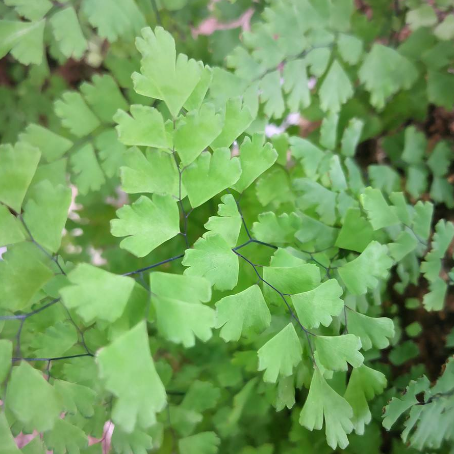 中藥豬鬃草的藥用價(jià)值及其種植方法有哪些？