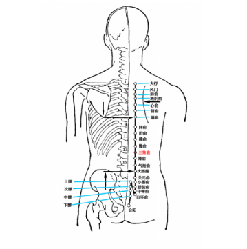 中醫(yī)帶你了解三焦俞穴的