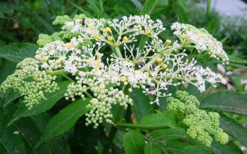 蒴藋藥理作用！