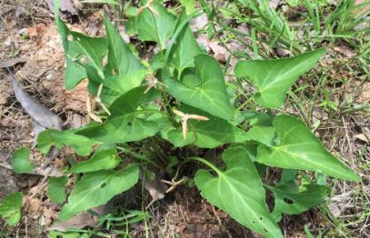 地丁草圖片！