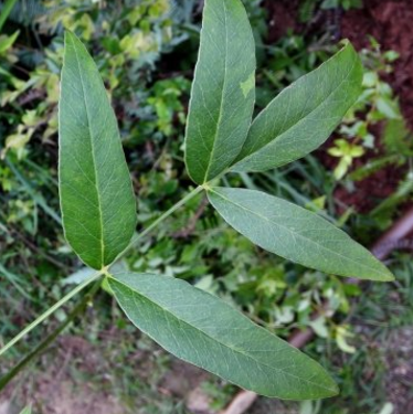 專家教你正確運用隔山香可清熱止咳，緩解感冒癥狀！