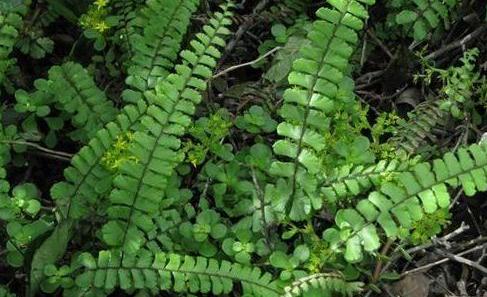 豬鬃草功能主治！