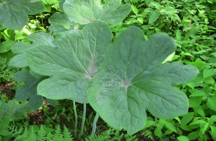 鬼臼葉的形態(tài)特征