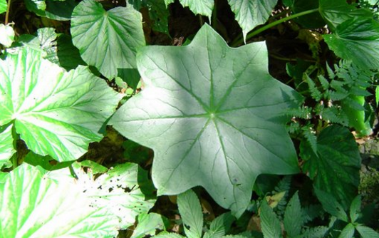 鬼臼葉的功效與作用