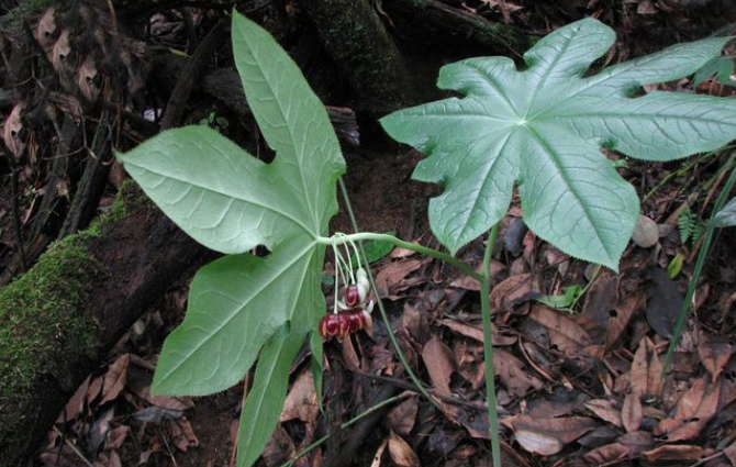 鬼臼的性狀鑒別