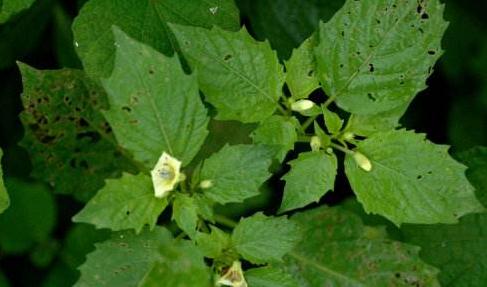 女萎的價值！