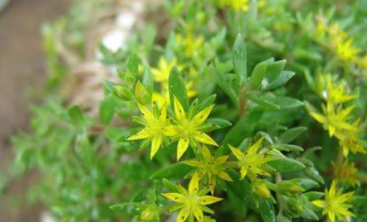 崖松的栽培種植