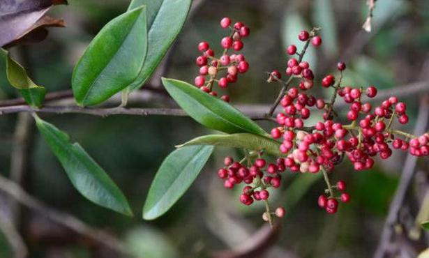 中藥酸藤木治療小兒頭癬的方法！