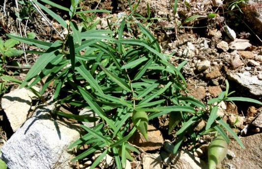 地梢瓜生長(zhǎng)習(xí)性！