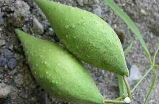 地梢瓜生長(zhǎng)習(xí)性！