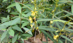 中藥大頭陳的藥用價(jià)值及其大頭陳圖片的介紹！