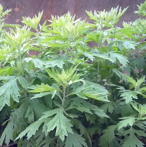 中藥雪山一支蒿的功效與作用及其注意事項(xiàng)有哪些？