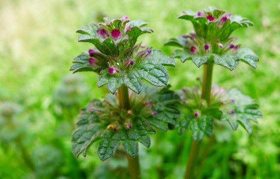 何為寶蓋草？