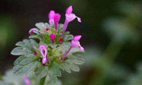 寶蓋草的日創(chuàng)用法！
