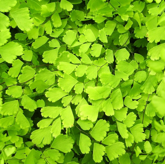 中藥材豬鬃草的藥用價(jià)值及其種植方法介紹！