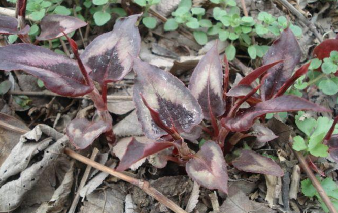 赤脛散的藥用價值