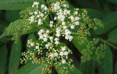 蒴藋湯的配方組成！