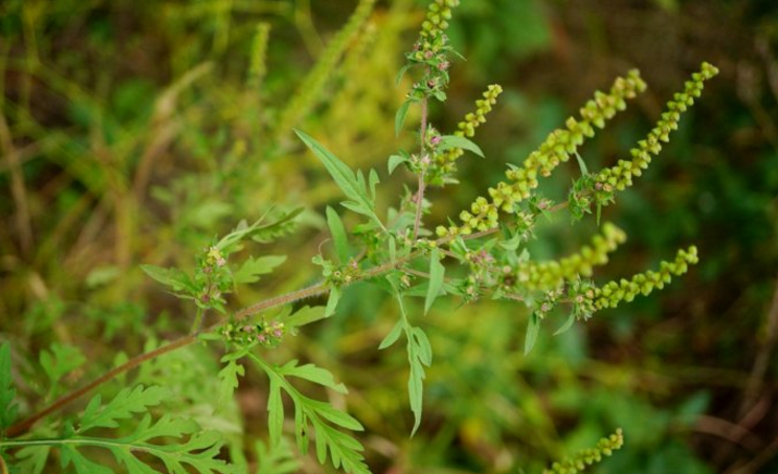 豚草的圖片 豚草的圖片