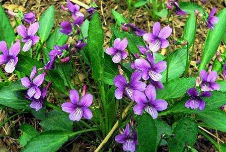 地丁草治病附方！