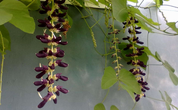 狗爪豆的形態(tài)特征