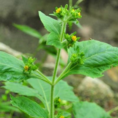 痛、痛、風濕痛怎么辦？中藥希薟草治療風濕痛！