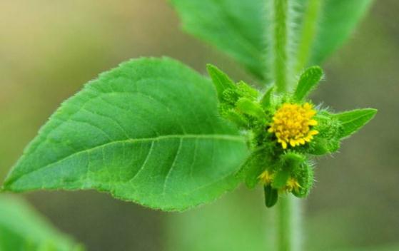 希薟草治療風(fēng)濕痛的方法？