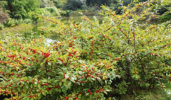中醫(yī)用落霜紅治療燙傷的方法及其落霜紅的蟲害防護！