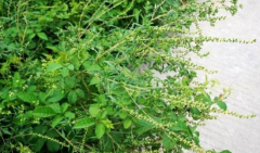中藥豚草會破壞生態(tài)嗎?豚草分辨真假的方法