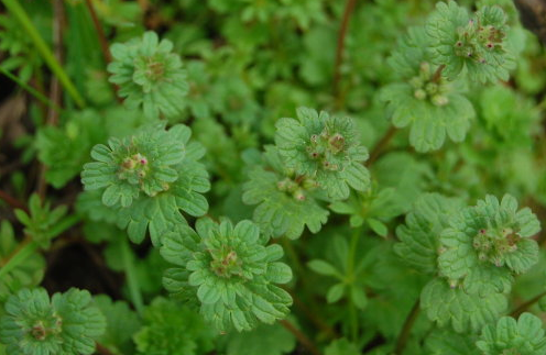 中醫(yī)用來消腫解毒的寶蓋草有哪些景觀用途呢? 寶蓋草